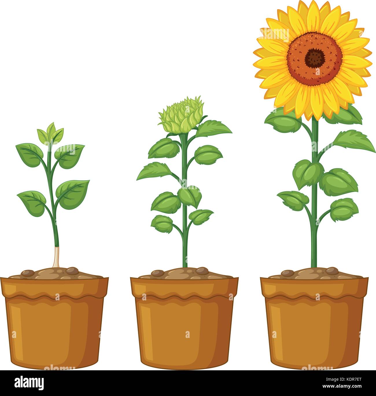 Sonnenblumen bild mit topf Fotos und Bildmaterial in hoher Auflösung