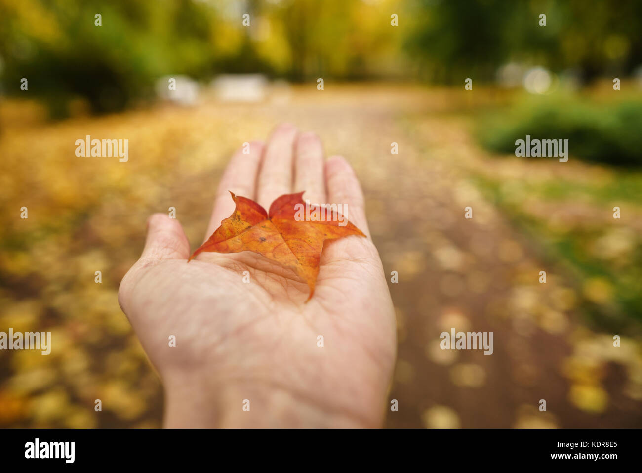 Pov mann Hand halten Orange Maple Leaf beim Gehen in Gasse Stockfoto