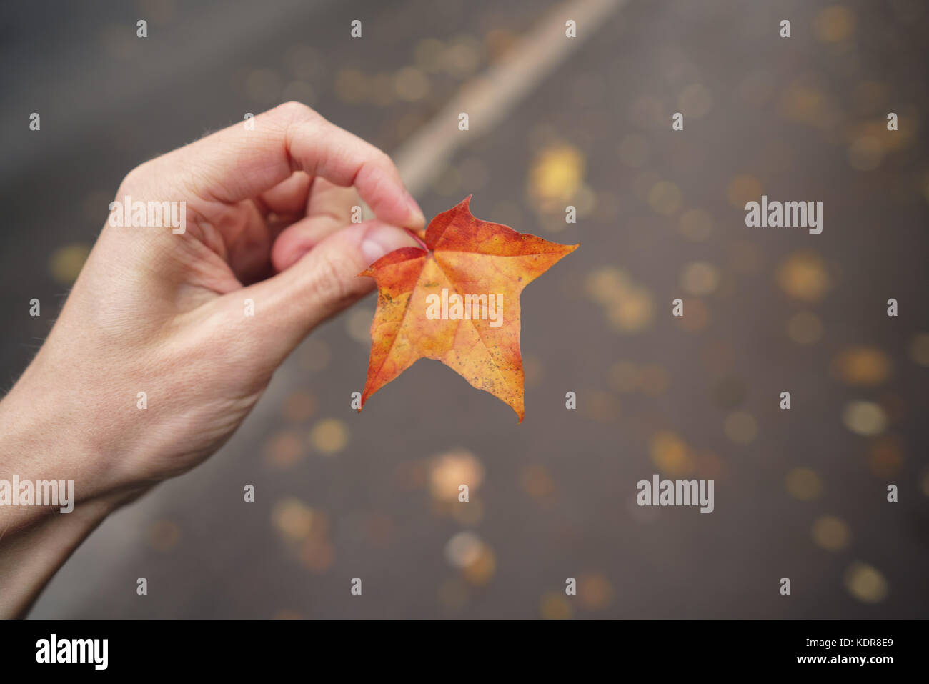 Pov mann Hand halten Orange Maple Leaf beim Gehen in der Stadt Stockfoto