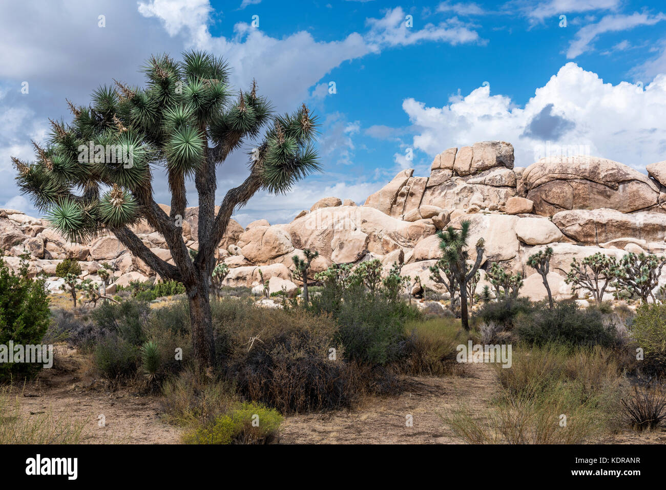 Ein großer Joshua-Baum umrahmt die zerklüfteten Felsformationen, die die Wüstenlandschaft umgeben. Stockfoto
