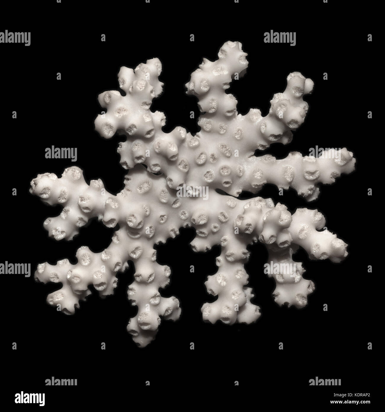 Isolierte Objekte: Weiß getrocknete Coral Zweig auf schwarzem Hintergrund Stockfoto