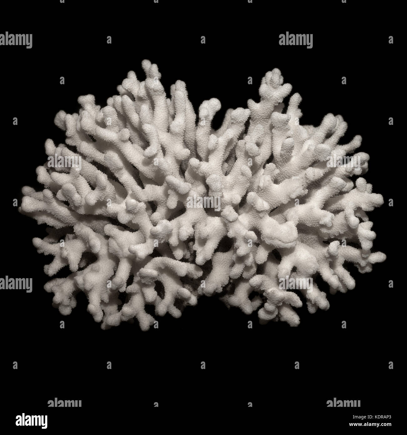 Isolierte Objekte: Weiß getrocknete Coral Zweig auf schwarzem Hintergrund Stockfoto