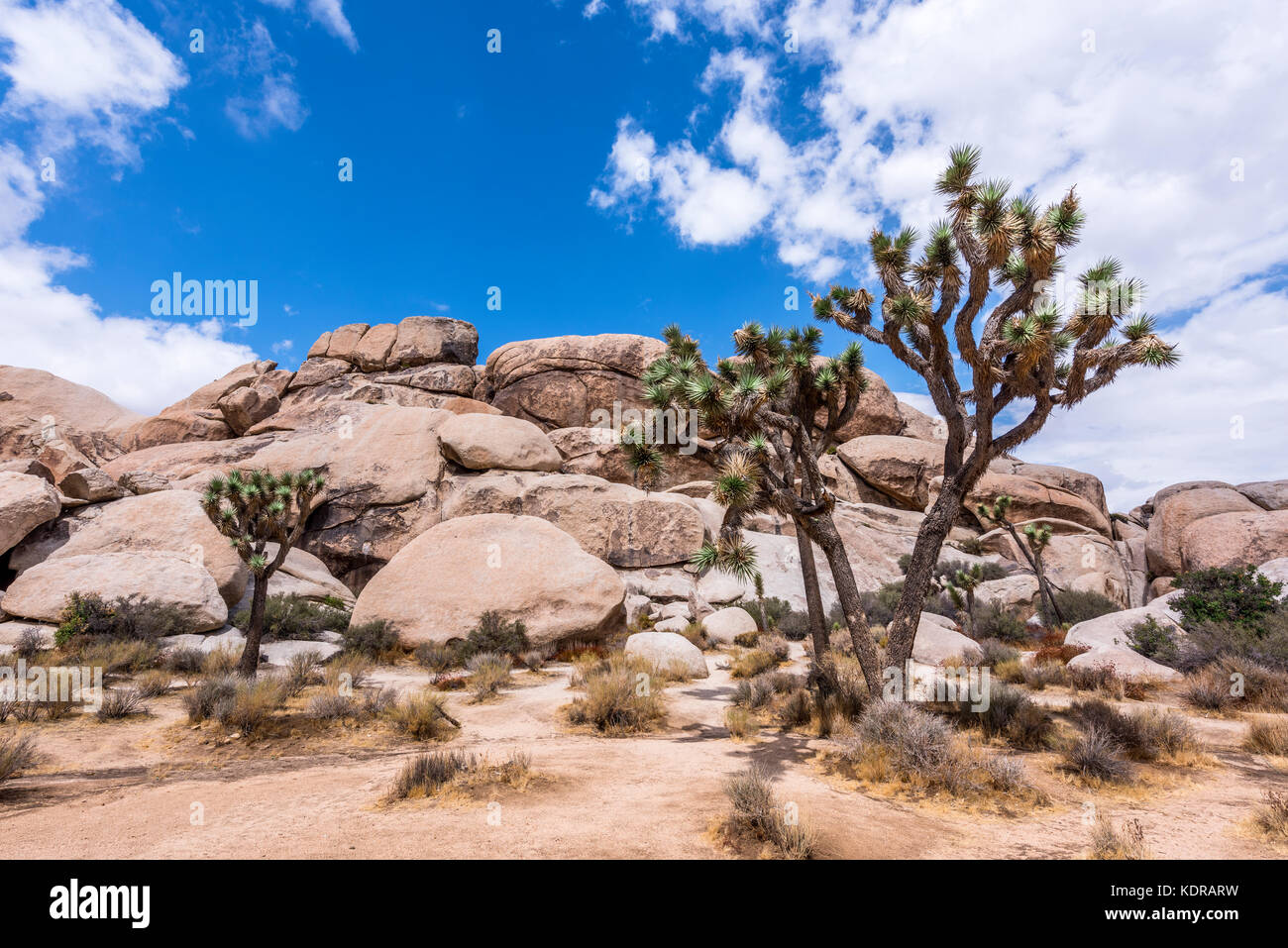 Große Joshua-Bäume umrahmen die zerklüfteten Felsformationen, die die Wüstenlandschaft umgeben. Stockfoto