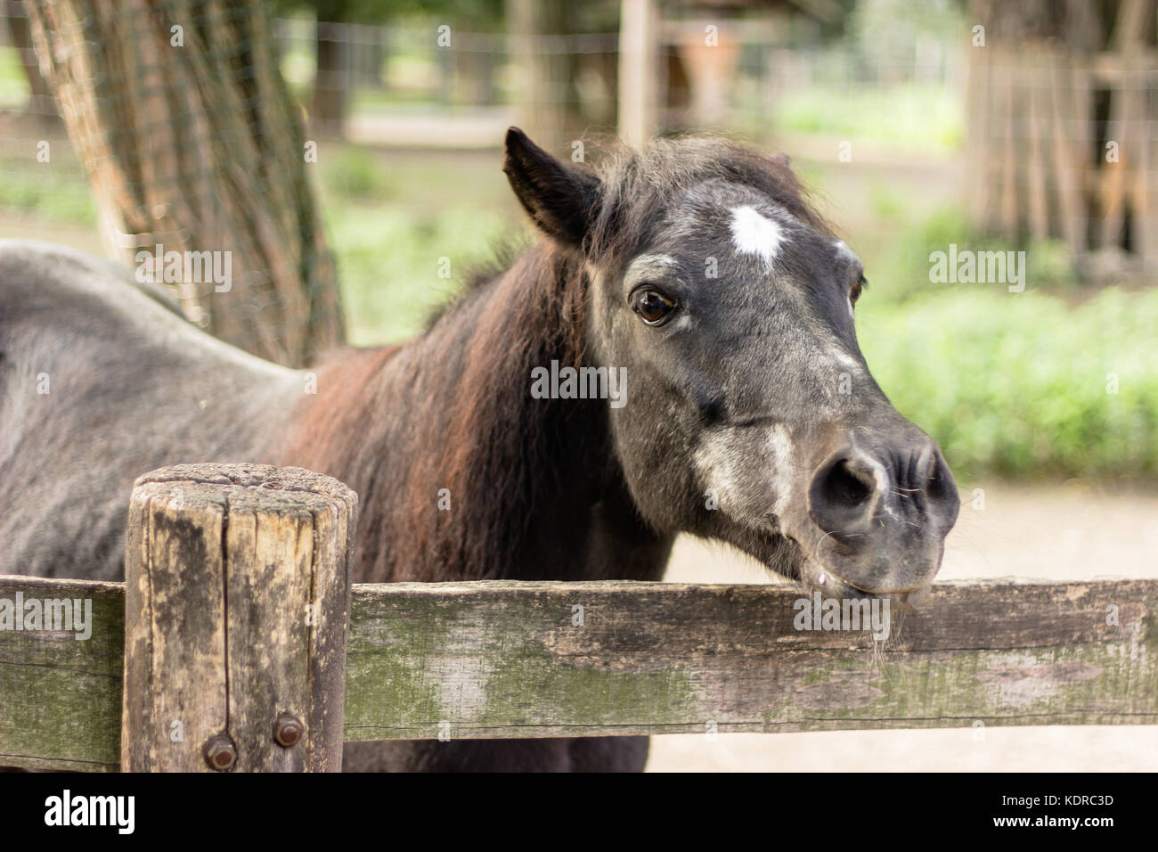 Große schwarze Pferd Stockfoto