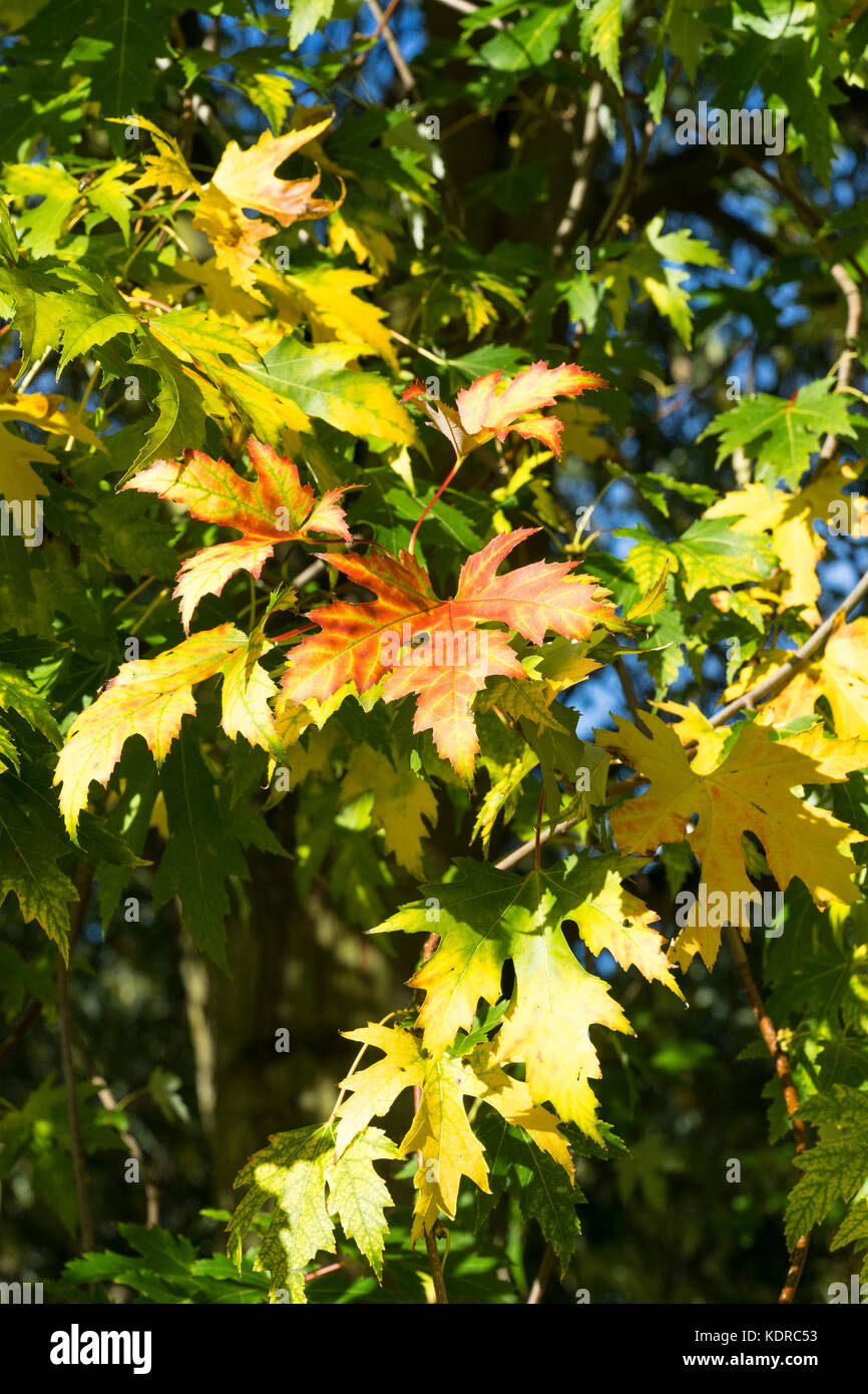 Scarlet Eiche im Herbst Stockfoto