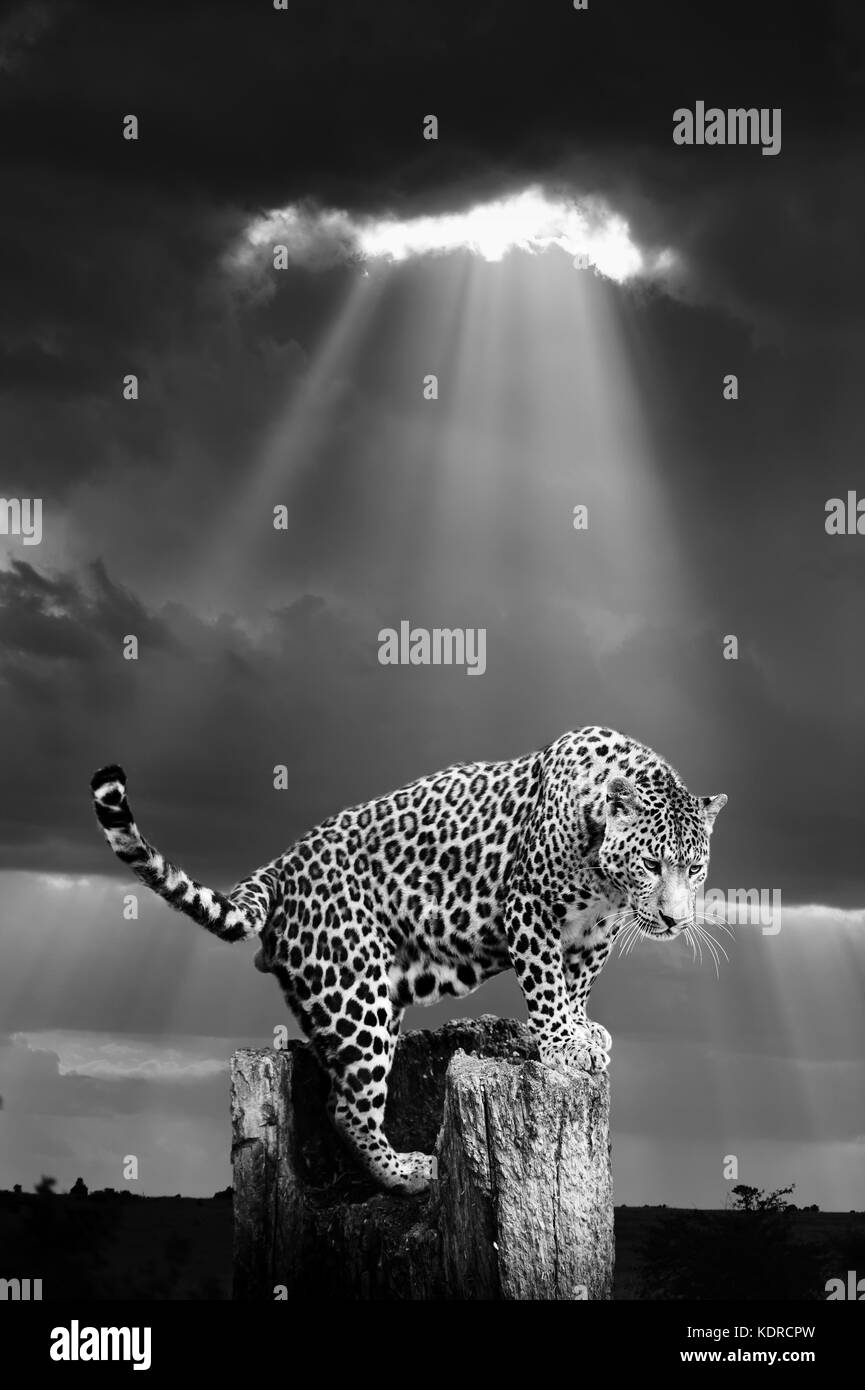 Leopard in freier Wildbahn - Nationalpark Kenia. schwarz-weiß-Bild Stockfoto