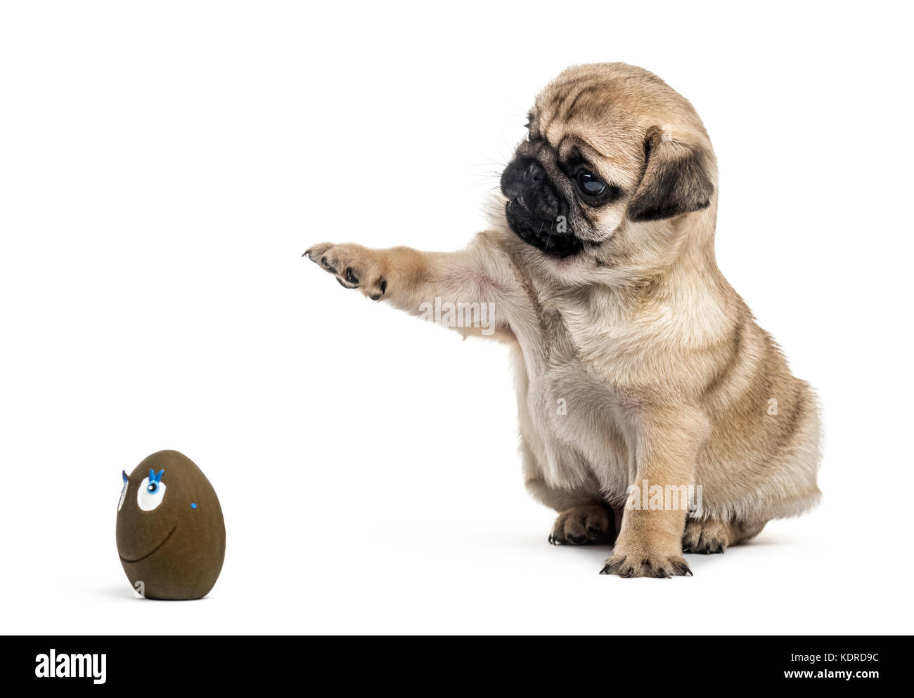 Mops Welpen spielen mit einem Ball, auf weissem isoliert Stockfoto