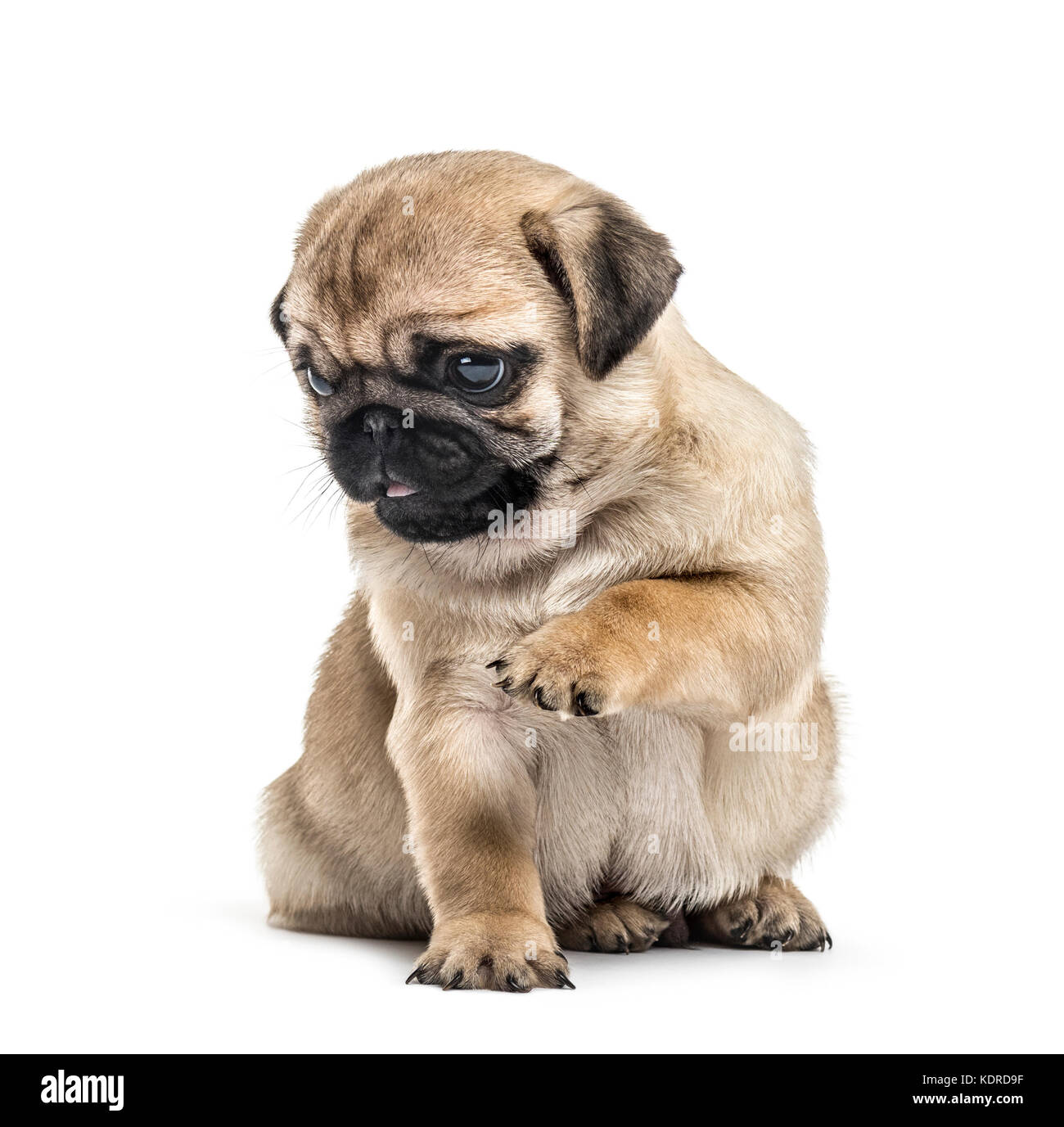 Mops Welpen spielen, isoliert auf weißem Stockfotografie Alamy