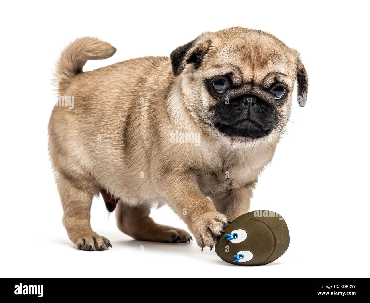 Mops Welpen spielen mit einem Ball, auf weissem isoliert Stockfoto