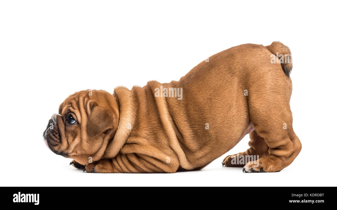Englische Bulldogge Welpe liegend auf seine Vorderpfoten, isoliert auf weißem Stockfoto
