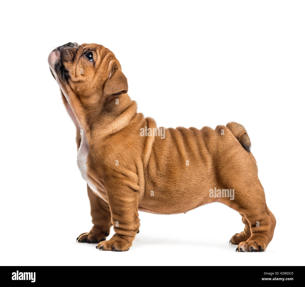 Englisch Bulldogge Welpen bis suchen, isoliert auf weißem Stockfoto