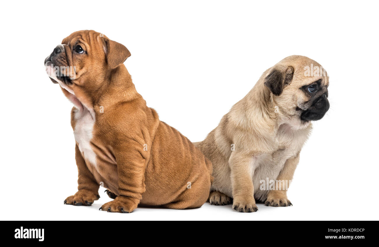 Mops und englische Bulldogge Welpe, isoliert auf weißem Stockfotografie -  Alamy