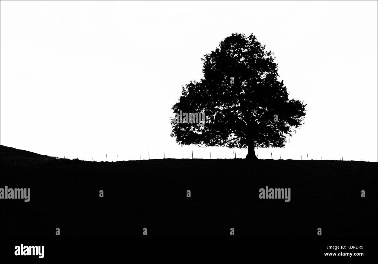 Einsamer Baum Stockfoto