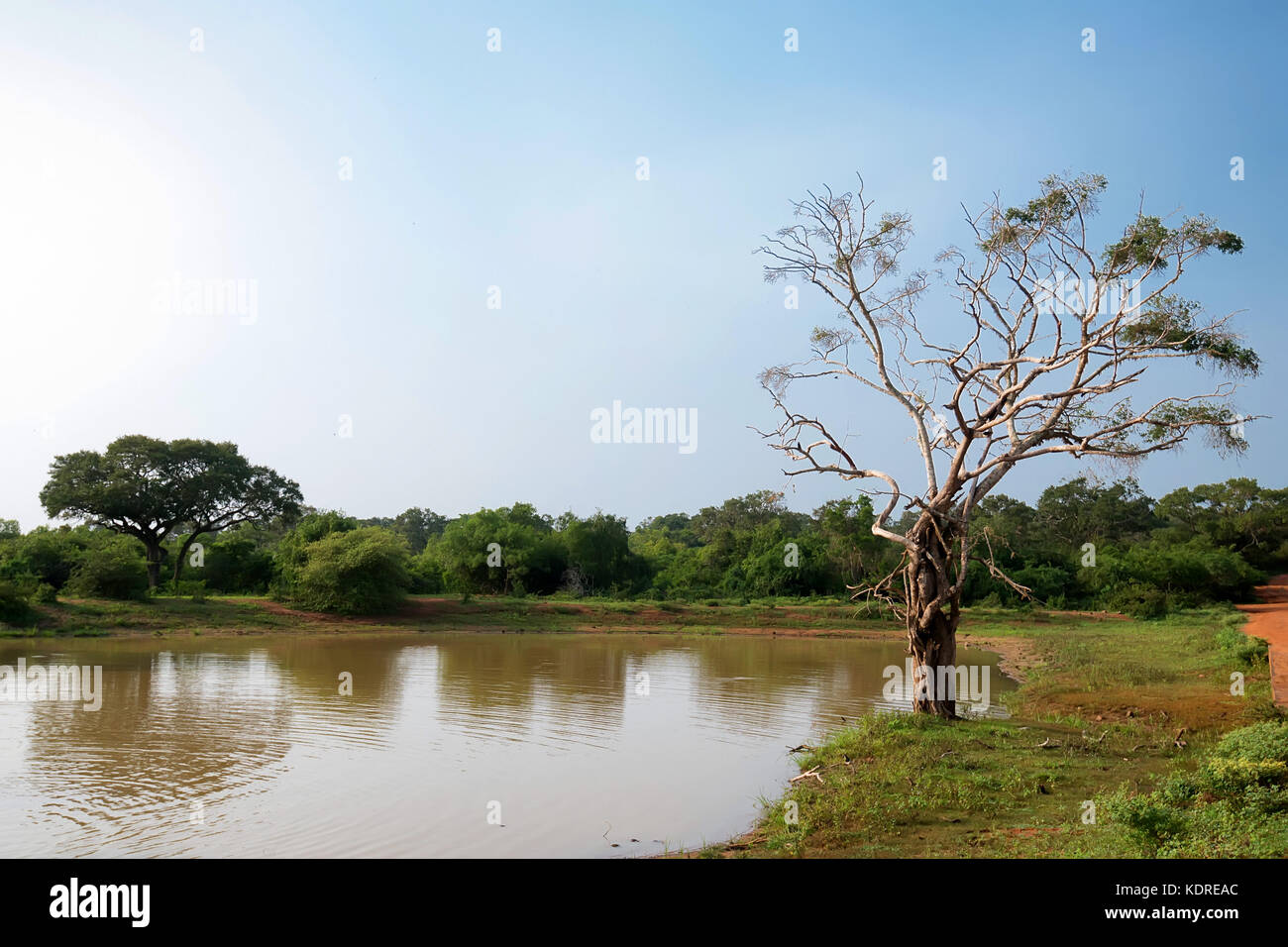 Landschaft von Yala National Park, Sri Lanka Stockfoto
