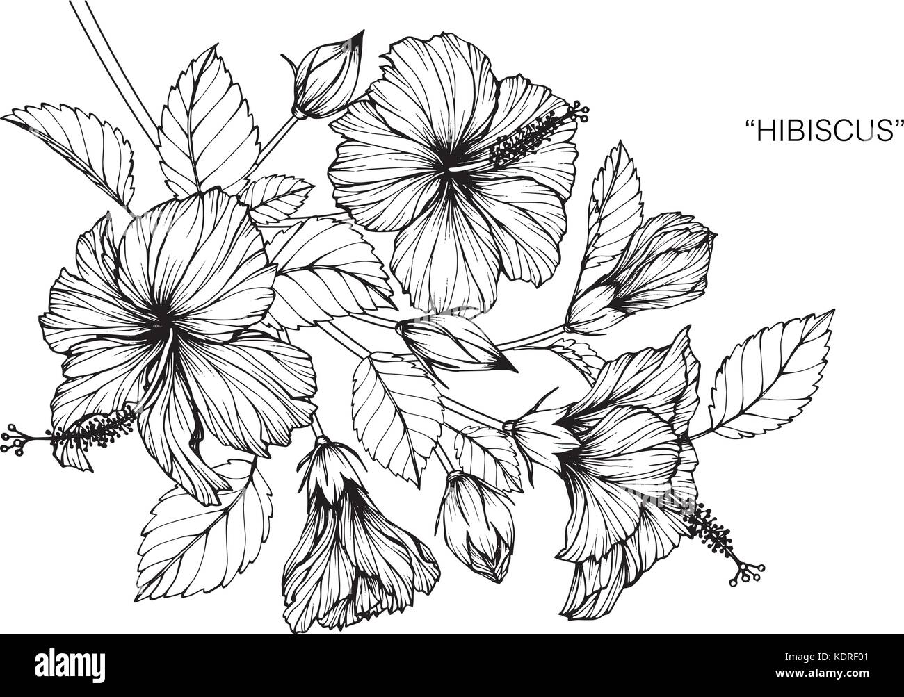 Hibiskus Blume zeichnen Abbildung. Schwarz und Weiß mit Line Art. Stock Vektor