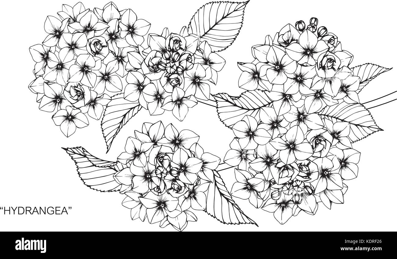 Hortensie Blume zeichnen Abbildung. Schwarz und Weiß mit Line Art. Stock Vektor