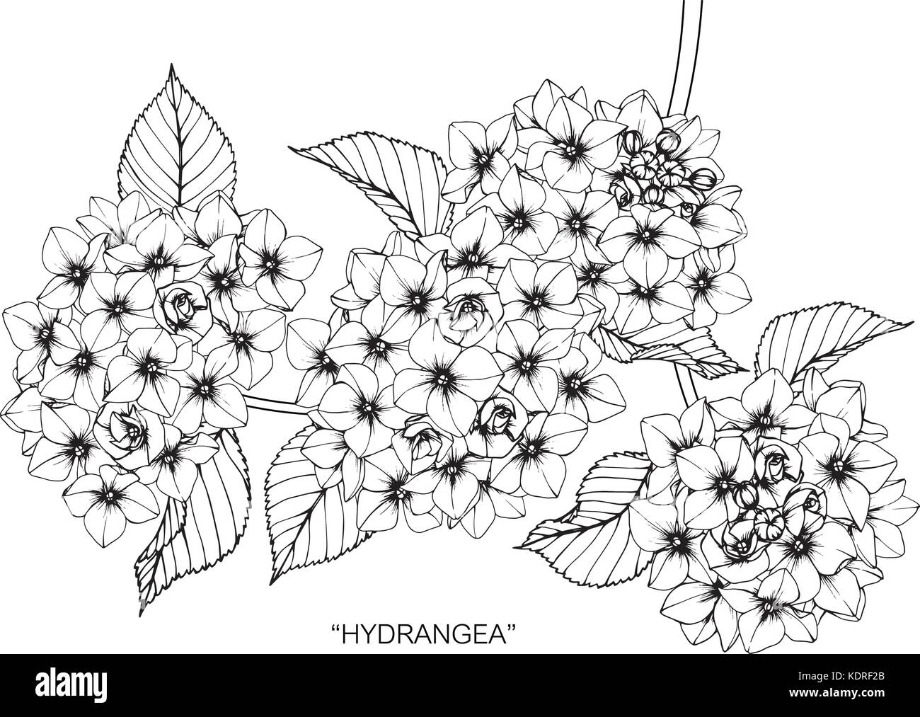 Hortensie Blume zeichnen Abbildung. Schwarz und Weiß mit Line Art. Stock Vektor