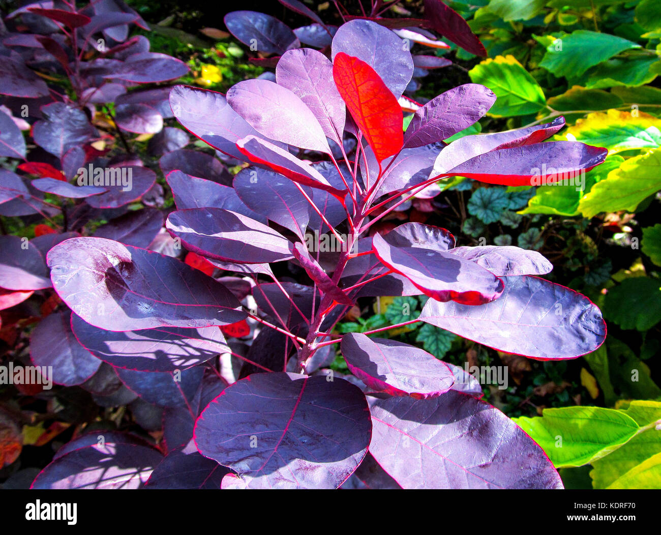 Royal purple Strauch Stockfoto