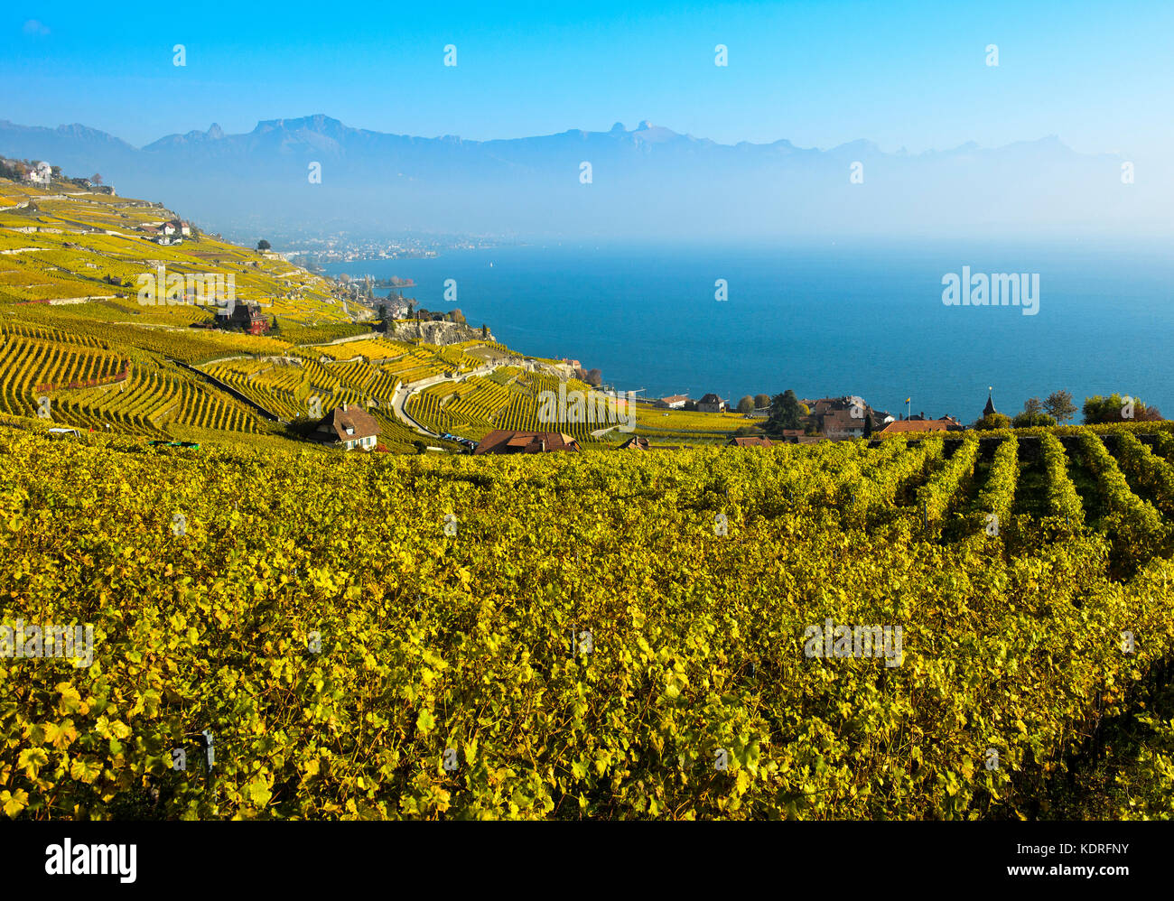 Weinberge in goldenem Herbstlaub, die sich über dem Genfersee, Rivaz, Lavaux, Waadt, Schweiz erheben Stockfoto