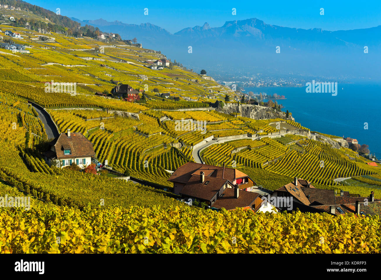 Lavaux Weinberge in goldenem Herbstlaub am Genfer See, Rivaz, Lavaux, Waadt, Schweiz Stockfoto