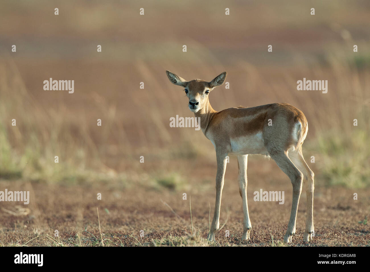 Das Bild der jungen Hirschziegenantilope (Antilope cervicapra) in Taal chappar Rajasthan, Indien genommen wurde Stockfoto