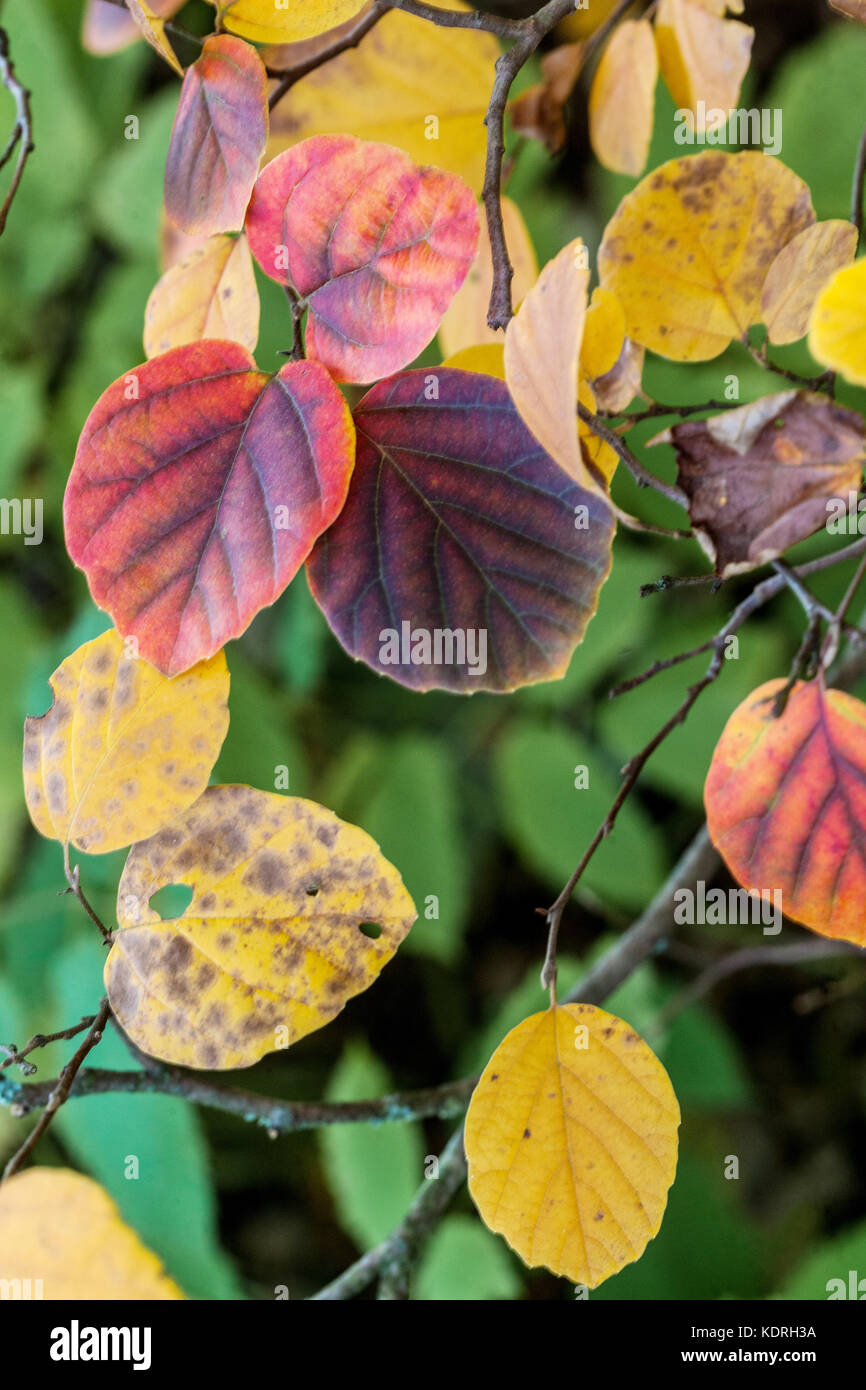 Fothergilla gardenii, Blätter im Herbst Farben Stockfoto