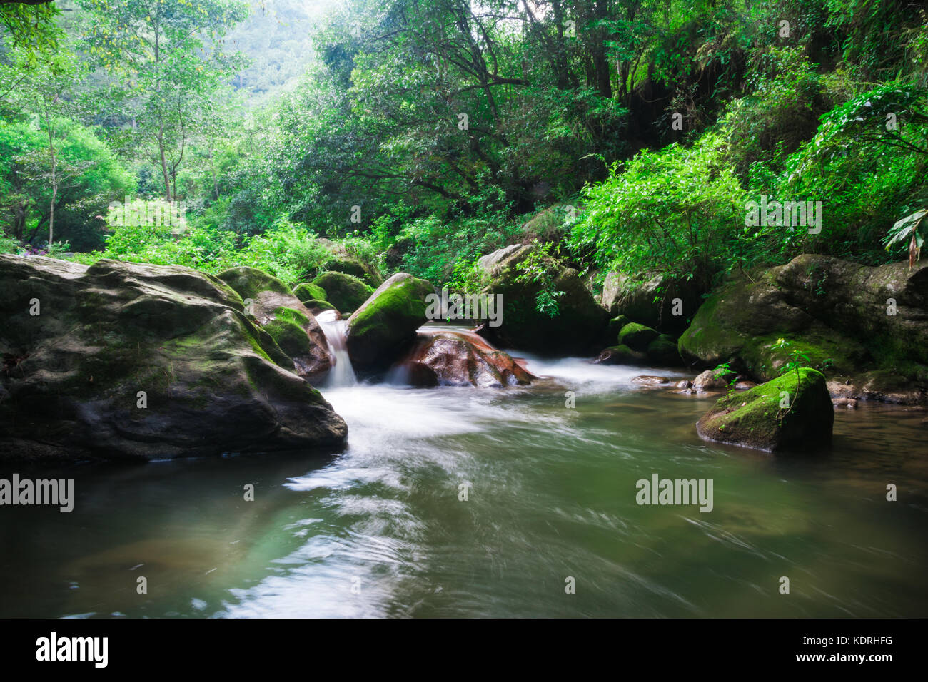 Grünen Wald Fluss Stockfoto