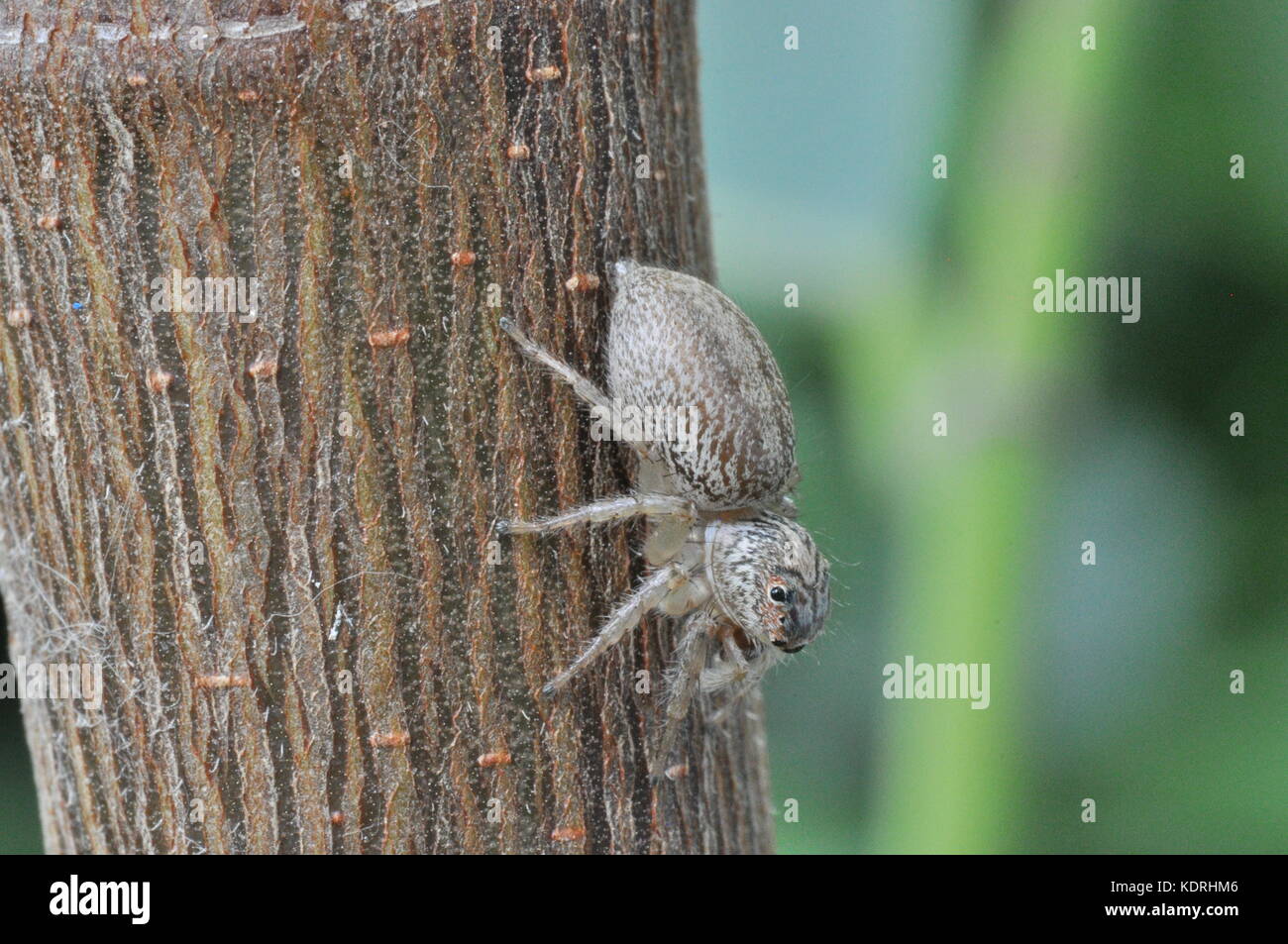 Jumping spider (unbeschriebene), Townsville, Queensland, Australien Stockfoto