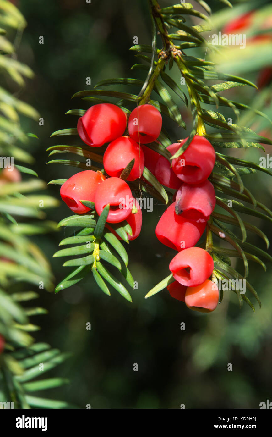 Rote Eibenbeeren, auch Arils genannt - Taxus baccata Baum, Großbritannien Stockfoto