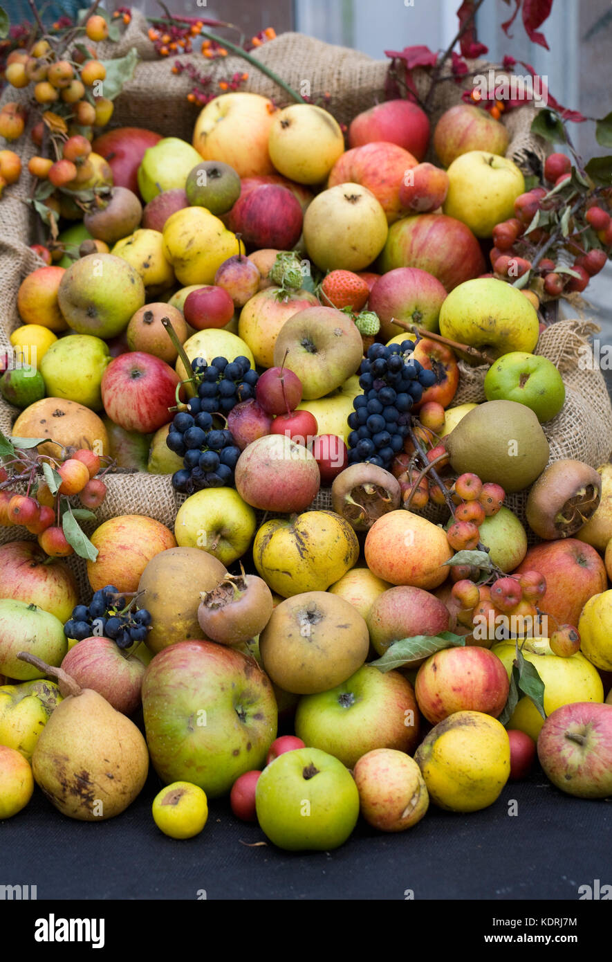 Herbst Obst Anzeige am Hügel in der Nähe Gärten apple Tag. Stockfoto
