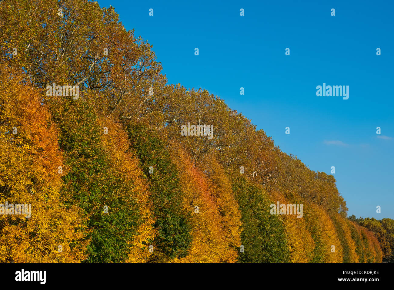 Bunte Bäume und der blaue Himmel - Herbst Wald Landschaft - Stockfoto