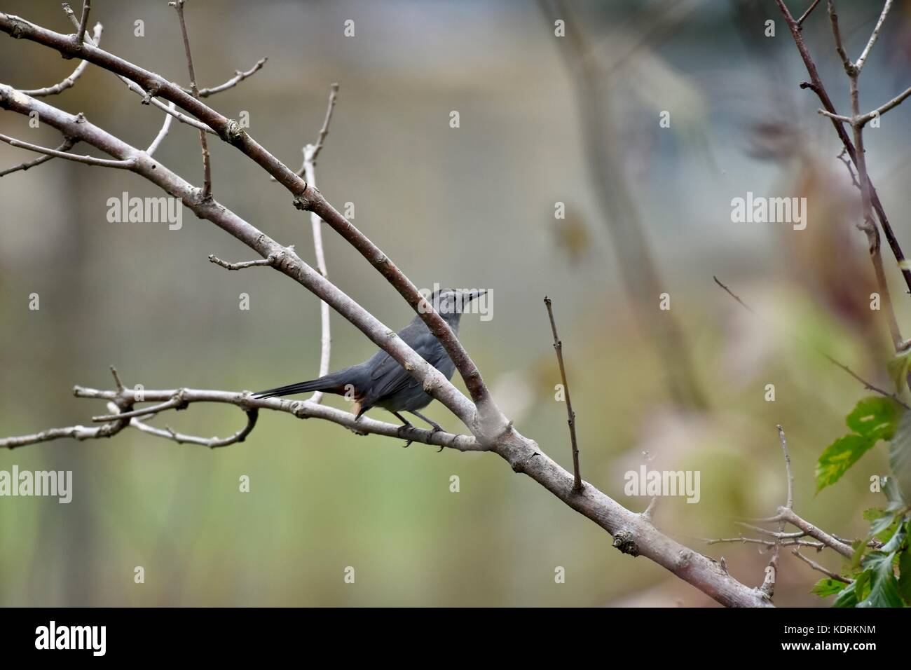 Graues Catbird (Dumetella Carolinensis) Stockfoto