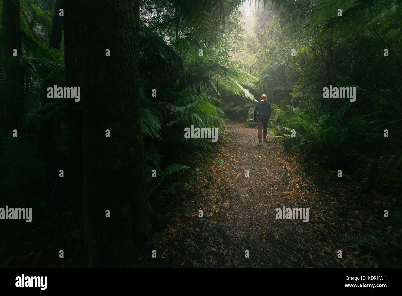 Pfad durch den dichten Regenwald an einem nebligen Morgen führt. einsame Frau Wanderungen nach unten Pfad im Dunst. Stockfoto