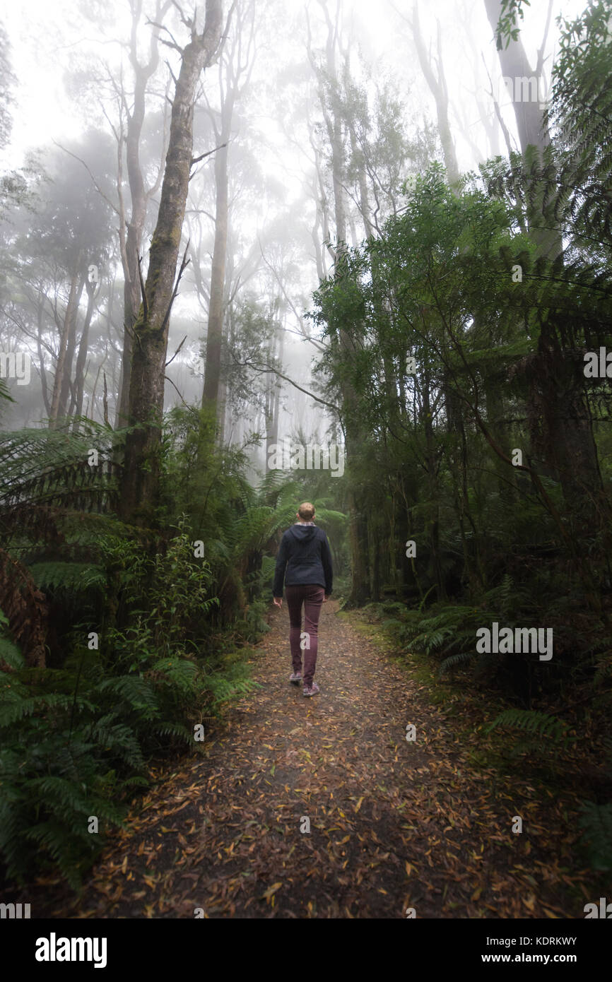 Pfad durch den dichten Regenwald an einem nebligen Morgen führt. einsame Frau Wanderungen nach unten Pfad im Dunst. Stockfoto