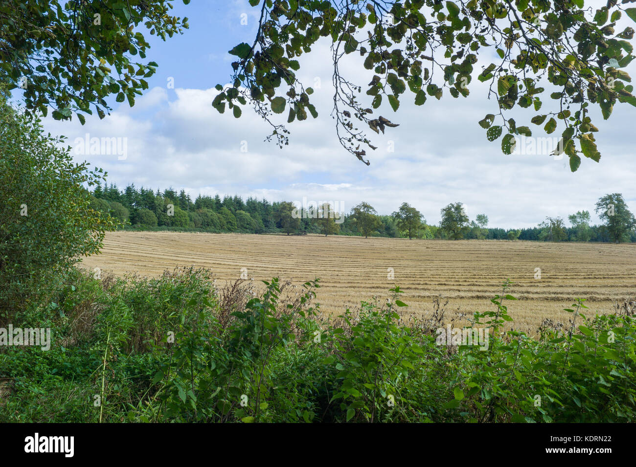 Felder und Wälder nördlich von Scone unter Androhung von Wohnungen. September 2017 Stockfoto