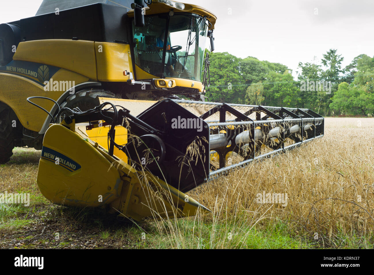Mähdrescher schneiden Weizen in einem kleinen Bereich in der Nähe von Perth in Schottland Stockfoto