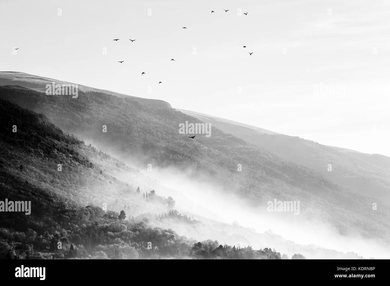 Ein Schwarm Vögel über Berge und Hügel von Nebel fliegen Stockfoto
