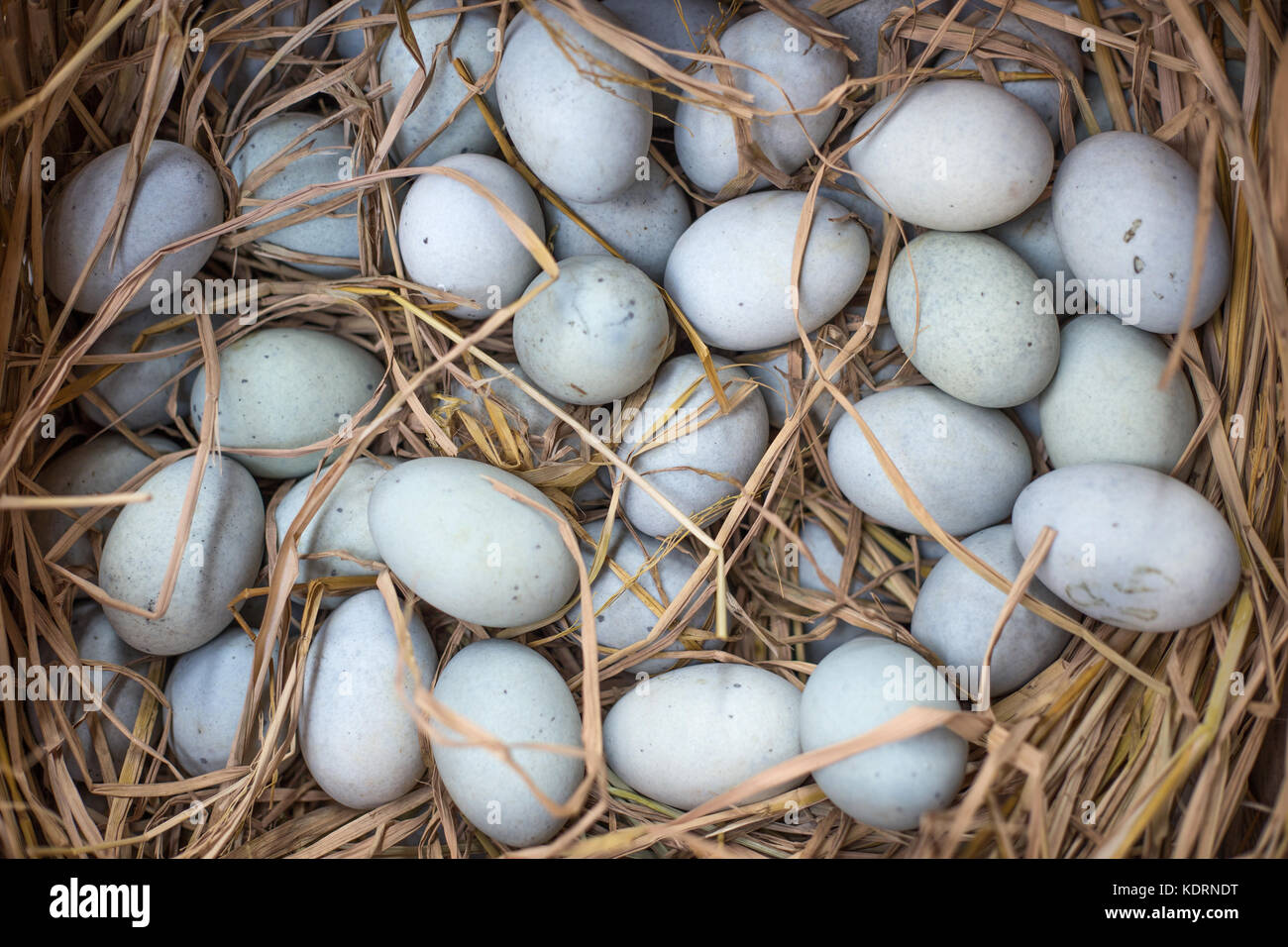 erhaltene Ei Stockfoto