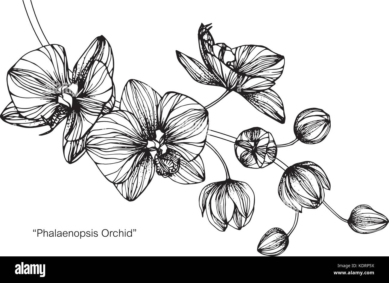 Orchid Flower Zeichnung Abbildung. Schwarz und Weiß mit Line Art. Stock Vektor