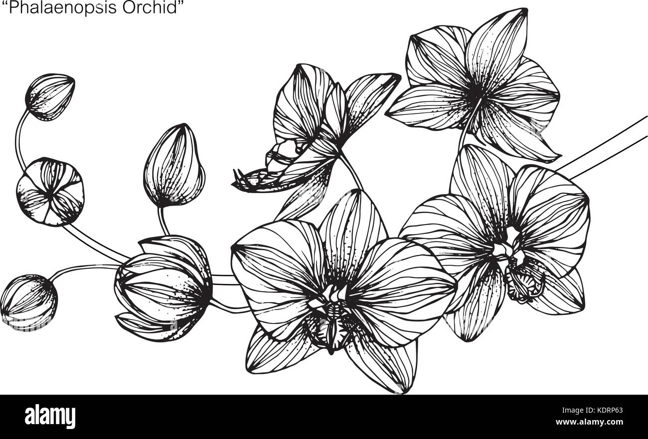 Orchid Flower Zeichnung Abbildung. Schwarz und Weiß mit Line Art. Stock Vektor