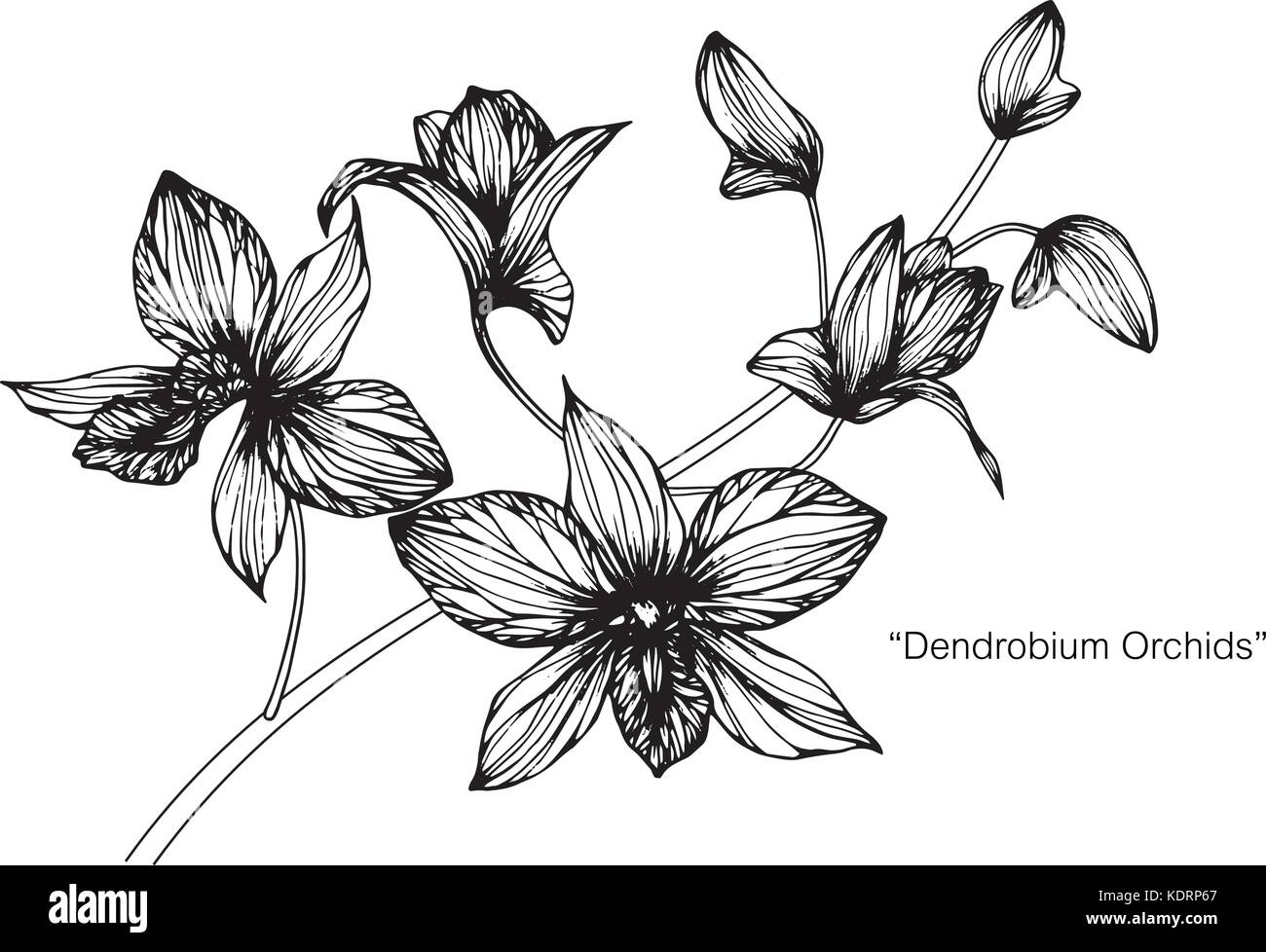 Orchid Flower Zeichnung Abbildung. Schwarz und Weiß mit Line Art. Stock Vektor