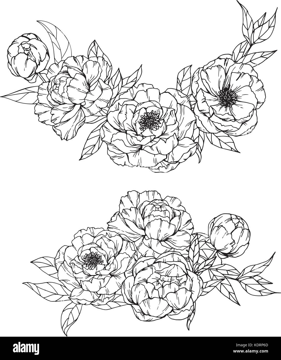 Pfingstrose Zeichnung Abbildung. Schwarz und Weiß mit Line Art. Stock Vektor