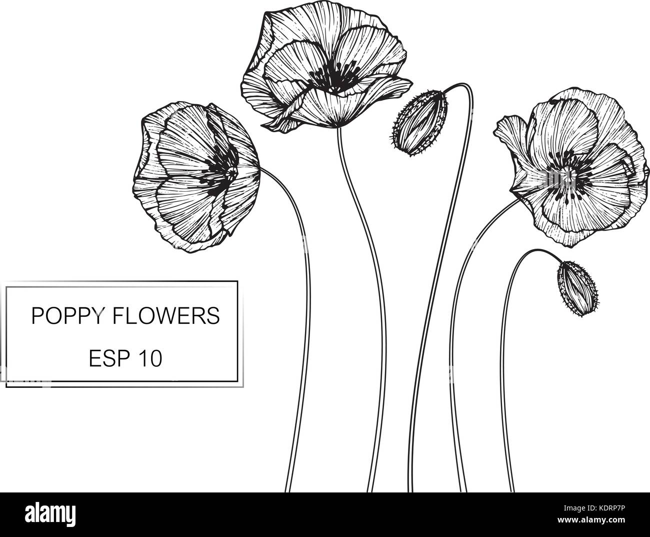 Poppy Flower Zeichnung Abbildung. Schwarz und Weiß mit Line Art. Stock Vektor