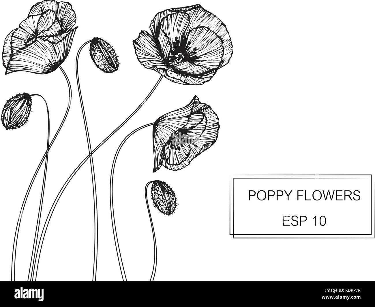 Poppy Flower Zeichnung Abbildung. Schwarz und Weiß mit Line Art. Stock Vektor