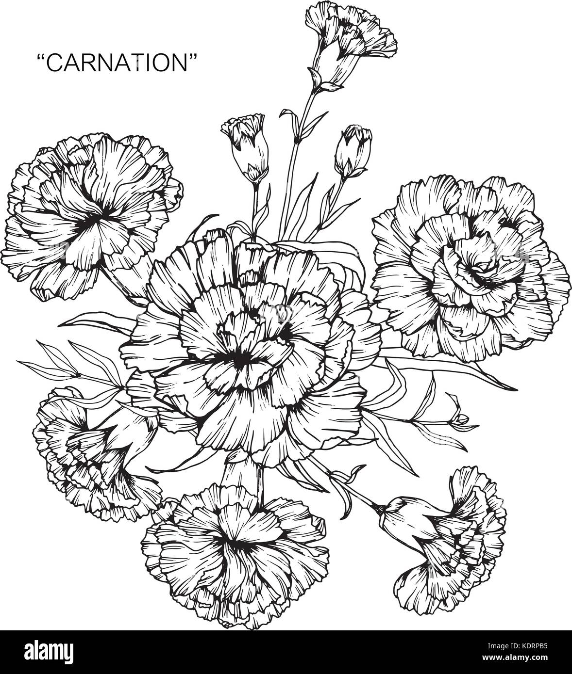 Blumenstrauß aus Nelken blumen Zeichnung. Stock Vektor