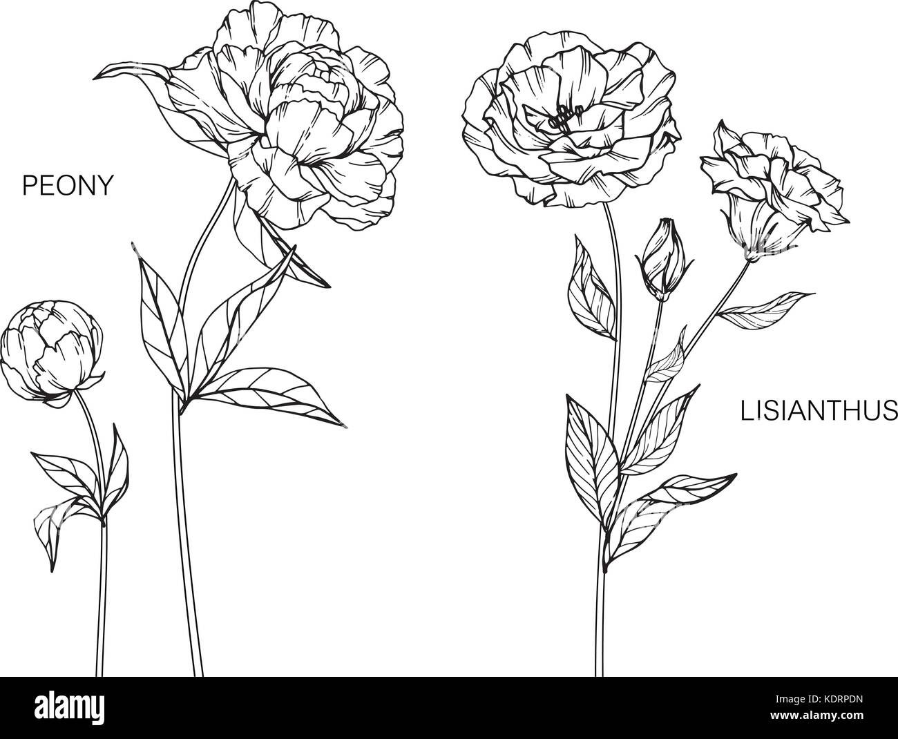 Pfingstrose und lisianthus Blume zeichnen Abbildung. Schwarz und Weiß mit Line Art. Stock Vektor