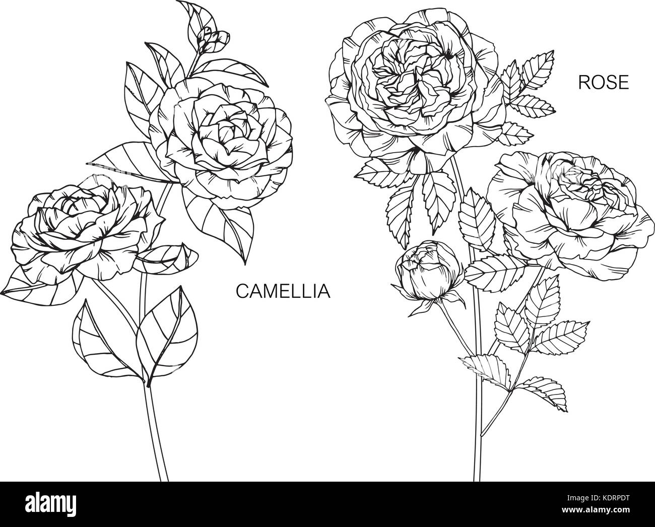 Kamelien und Rosen Blume zeichnen Abbildung. Schwarz und Weiß mit Line Art. Stock Vektor