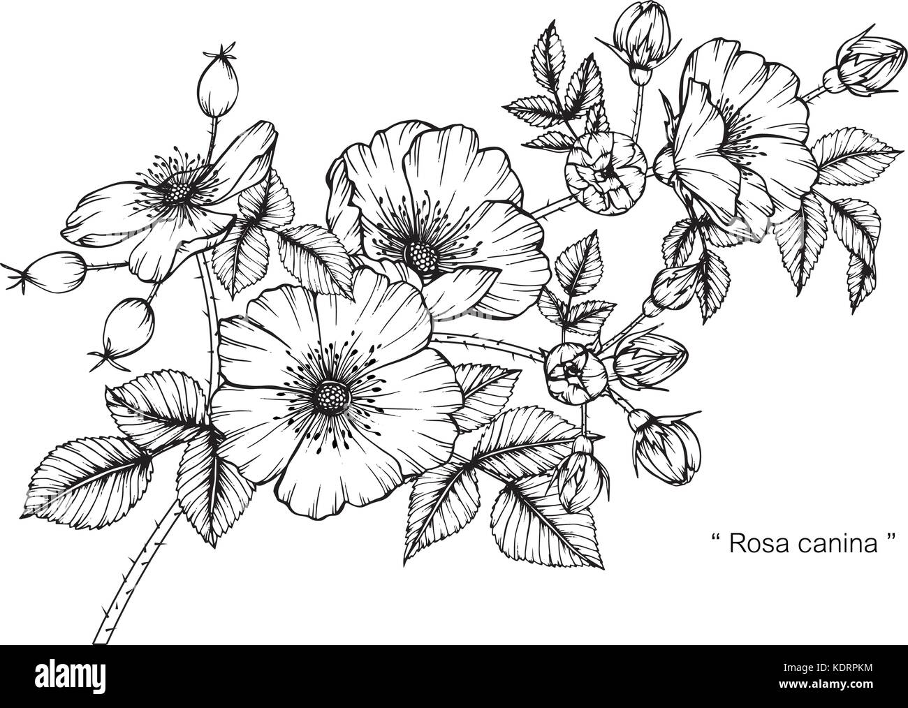 Rosa Canina flower Zeichnung Abbildung. Schwarz und Weiß mit Line Art. Stock Vektor Rosa Canina flower Zeichnung Abbildung. Schwarz und Weiß mit Line Art. Stock Vektor