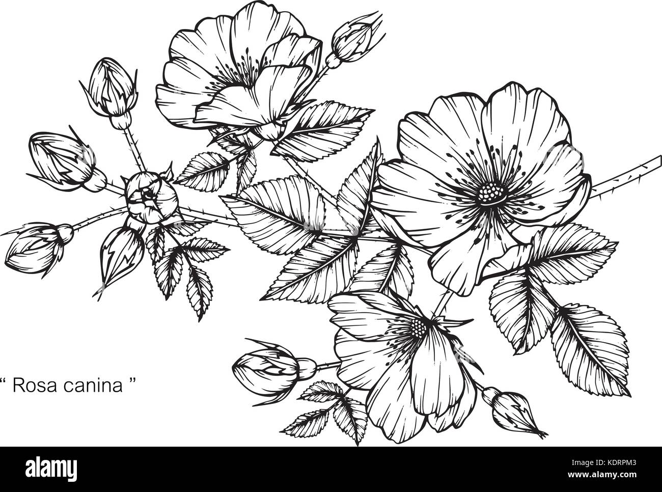 Rosa Canina flower Zeichnung Abbildung. Schwarz und Weiß mit Line Art. Stock Vektor