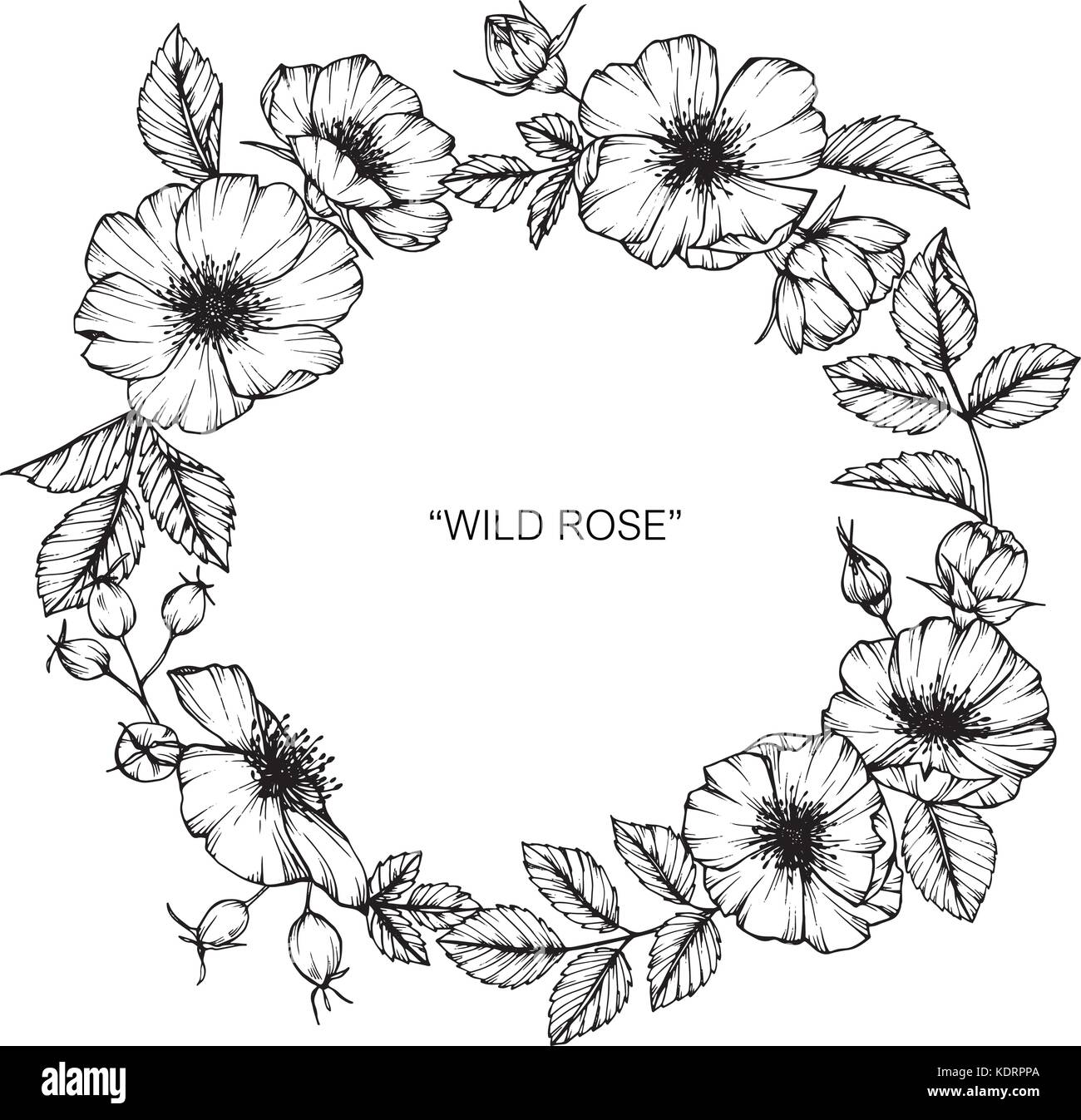 Wilde Rosen Blume zeichnen Abbildung. Schwarz und Weiß mit Line Art. Stock Vektor